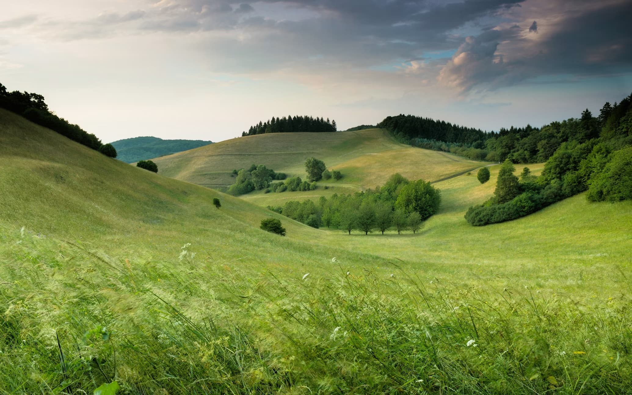 Rolling green hills and forest landscape